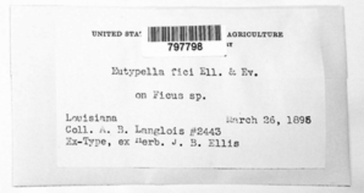 Eutypella fici image